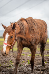 Obraz premium Brown beauty horse, portrait of a horse, nature, horse front view 