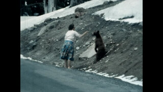 Black Bear 1957 - A young Black Bear scurries across the road and is fed by a tourist in the 1950s