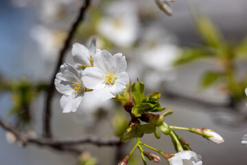 咲き始めた桜の花