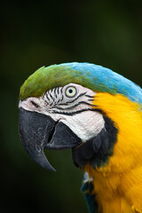 blue and yellow macaw