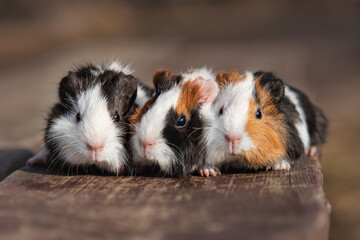 Three little guinea pigs sitting in a row