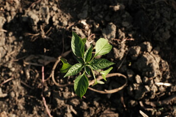 Pepper Chili Tree Grow on the Soil.