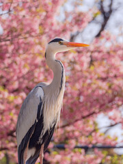 桜背景のアオサギ