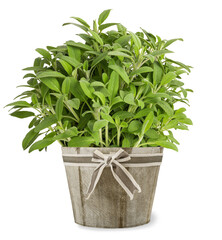 Sage  plants in vase