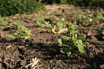 Young Peanut crops on the agricultural field