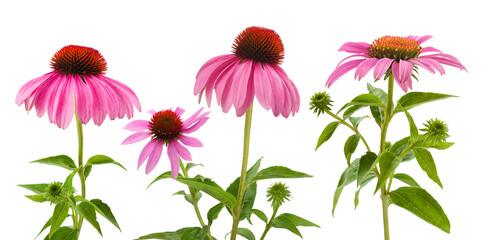 Pink echinacea flowers - obrazy, fototapety, plakaty