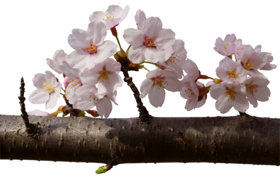 桜の花・背景透過・合成素材