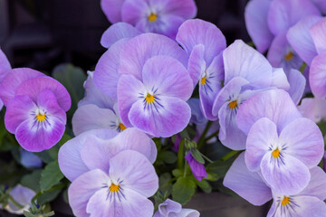 可愛い紫の花