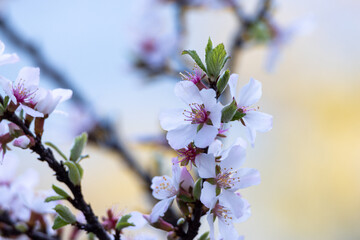 咲き始めた桜の花