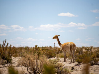 Wild Vicuñas in Their Natural Habitat: Enhancing Their Presence
