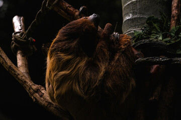 Two-toed sloth, Choloepus didactylus, sleeping in a tree. This nocturnal and arboreal species is...