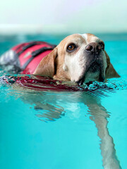Dog swimming in pool. Hydrotherapy. Senior Dog. Lifestyle 