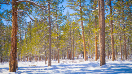 Obraz premium Wooded area with snow on the ground