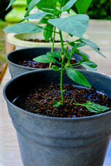 young chili seeds in black and white plastic pots