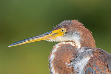 The great beak of the bird