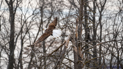 American Bald Eagle flys from a tree