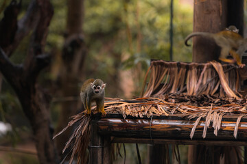 Adorable little squirrel monkeys in the zoo
