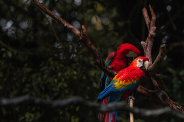 An adult scarlet macaw (Ara macao) and its juvenile offspring perched in a tree in the jungles of Costa Rica. Dark forest with copy space for text