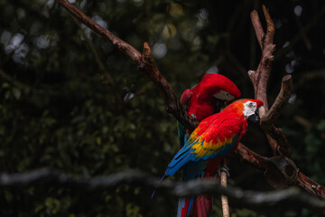Scarlet macaw parrots on the tree © Tatiana Kashko