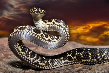 Highly venomous Broad-headed Snake in strike position