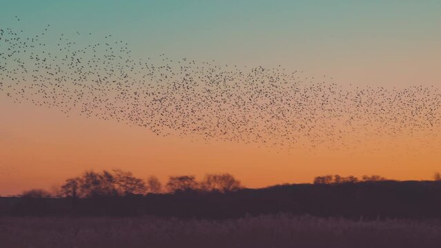 Starling murmurations in the sky at sunset