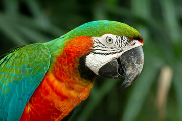 Multicolor scarlet macaw parrot head shot close up in dark nature green background in tropical forest