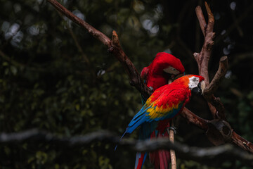 Pair of big Scarlet Macaws, Ara macao, two birds sitting on the branch, Costa rica. Wildlife love scene from tropical forest. Two beautiful parrots on tree branch in nature habitat. Dark forest