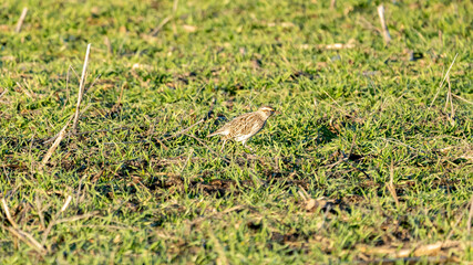 bird on in a spring crop field