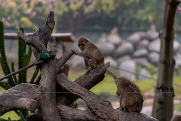 The Assam macaque or Assamese macaque, Macaca assamensis