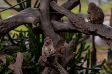 Assam macaque monkey mother hug its baby with Beautiful natural background, Thailand monkey