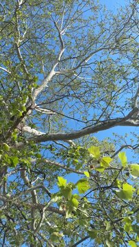 Spring Trees