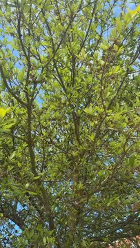 Spring Trees
