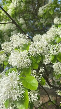 Spring Trees
