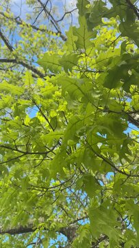 Spring Trees