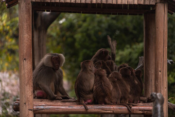 Two baboons in the zoo, daily toilet, Papio, baboons clean their fur, cleaning, African animals
