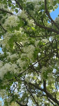 Spring Trees