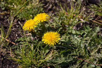 可愛いタンポポ