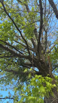 Spring Trees