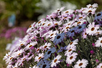 一面の白とピンクの花