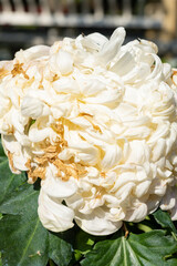 side view faded chrysanthemum flower core with several petals in the outdoor at vertical composition