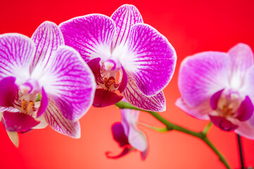 blooming orchids on a red background horizontal composition