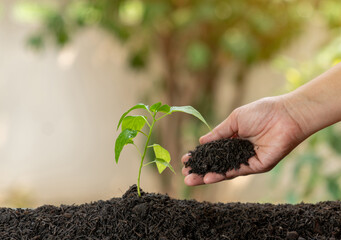 A hands of the women were planting the little tree.