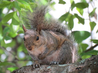 squirrel closeup