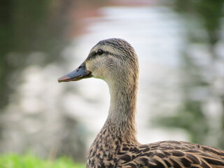 duck closeup