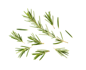 fresh rosemary isolated on transparent png