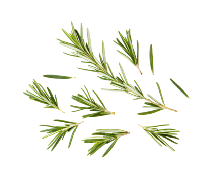 fresh rosemary isolated on transparent png