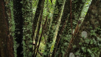 moss covered tree trunk