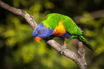 Fototapeta na wymiar Rainbow lorikeet, curious and colorful, perched on a branch