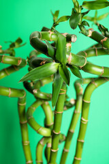 Beautiful bamboo stems on light green background, closeup