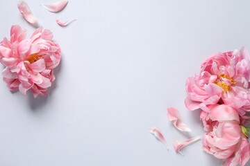 Beautiful pink peonies and petals on white background, flat lay. Space for text